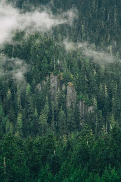 green trees plant nature forest