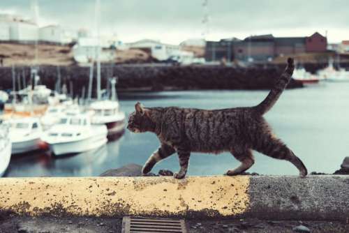 cat pet animal outside sea