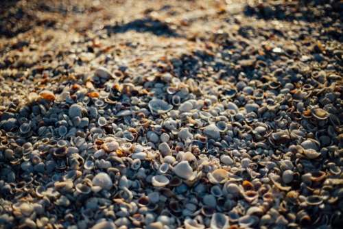sea shells beach sand rocks pebble