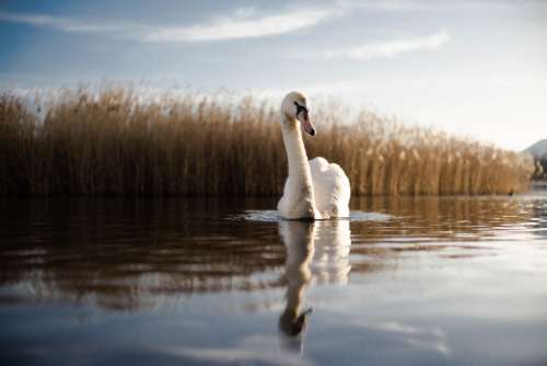 swan river swim calm happy