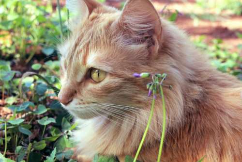 cat pet animal green grass