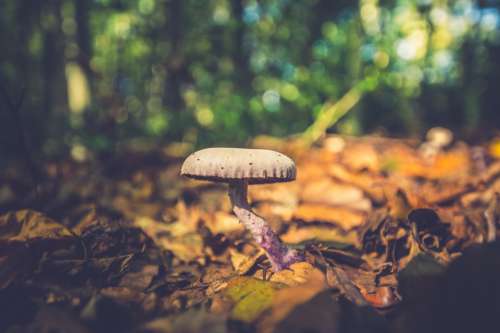 wild mushroom forest woods nature