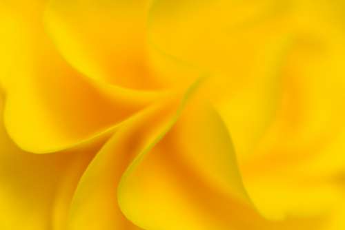 yellow flower background macro petals