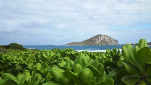 hawaii water landscape scenic plants