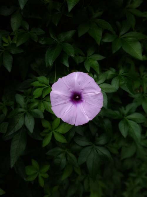 flower garden top single petals