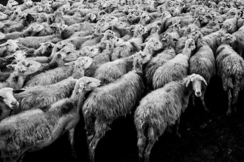 animals sheep flock pile group