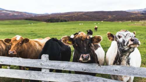 cow cattle animal farm field