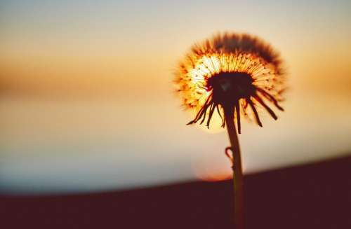 dandelion flower nature sunset dusk