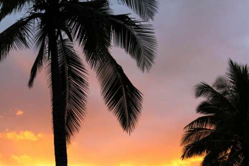 coconut tree sky dark orange