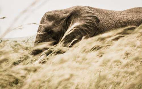 elephant animal wildlife grass nature