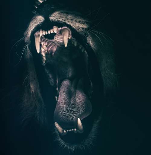 lion teeth roar fear angry