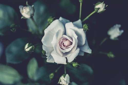 white rose flower plant nature
