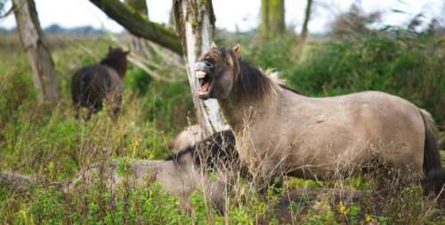 horse animal brown grassland clouds