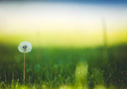 dandelion flower green grass yard