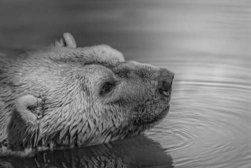 bear wildlife animal water river