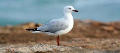 white dove bird animal nature