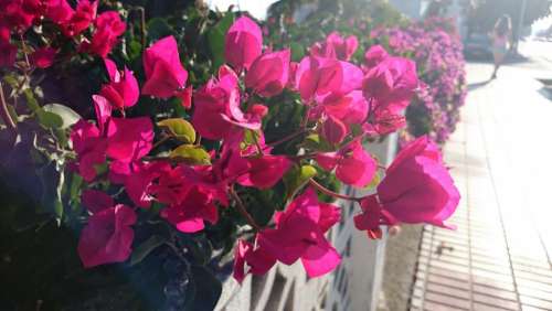 pink flowers garden fence sidewalk