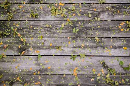 wood leaves