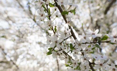 flower bloom blossom white tree
