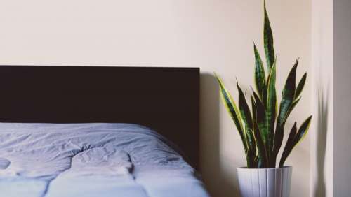 bed sheet sleep relax plant