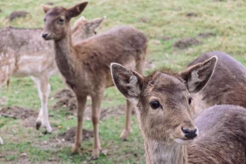 deer wildlife animal green grass