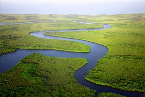 green trees plants river water