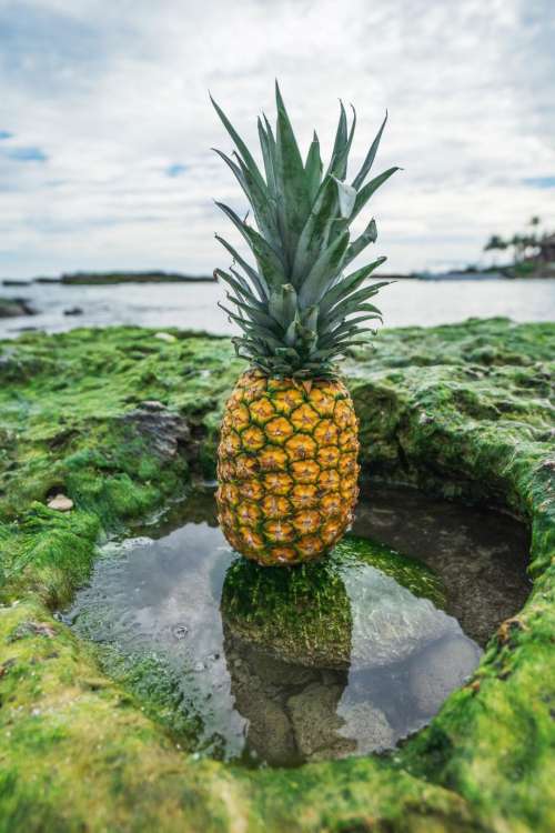 pineapple dessert appetizer fruit juice