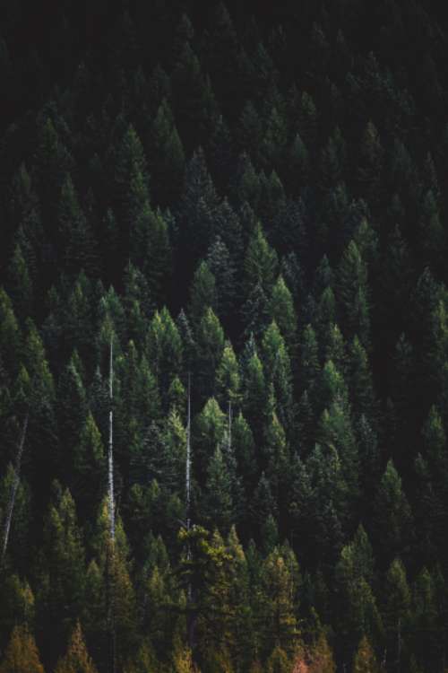trees wallpaper forest nature earth