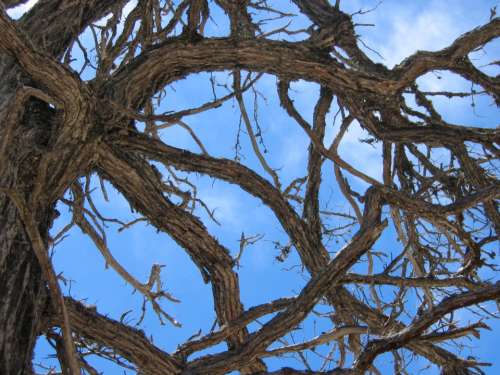 pine tree branches sky weathered