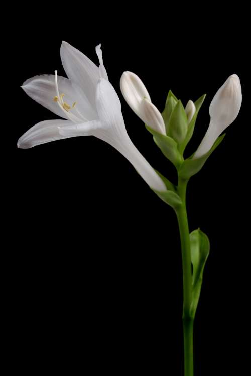 white flower black background isolated organic