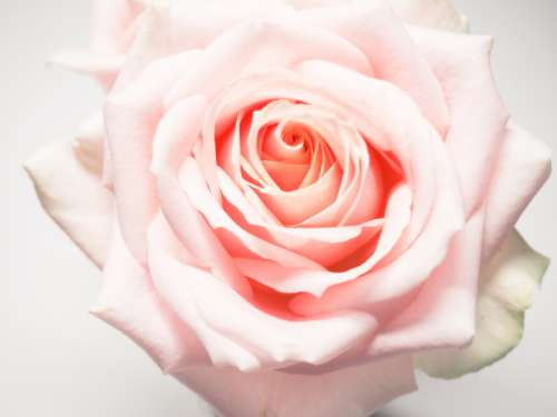 pink white rose flower fauna