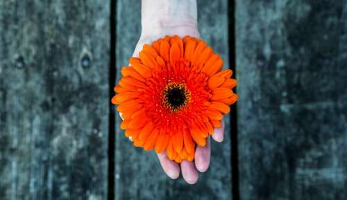 hand palm wood orange flower