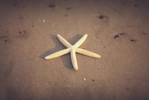 starfish beach sand summer shore