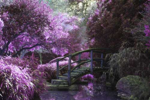 flower violet petal bloom garden