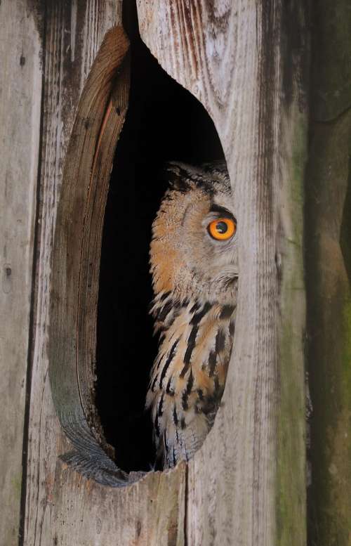 owl bird wood