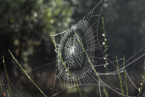 spider web outdoor inset bokeh