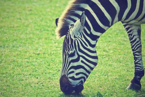 zebra animal mane grass eating