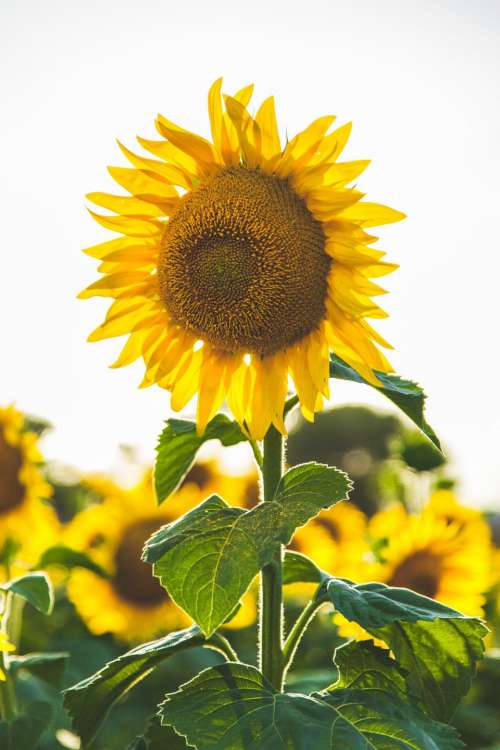 sunflower yellow petal field farm
