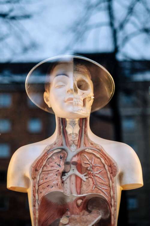 upper body structure medical organ skeleton