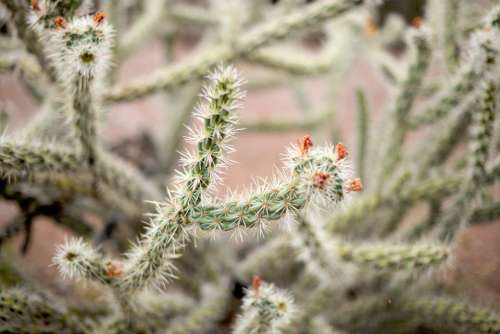 nature plant jumping cholla cactus