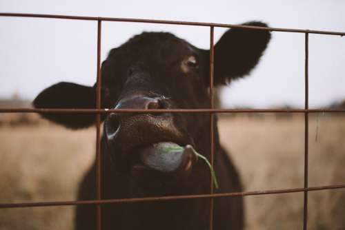 cow eat grass animal farm