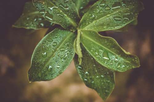 green plants leaves nature wet