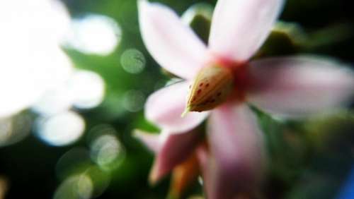 pink flower bloom blossom petal