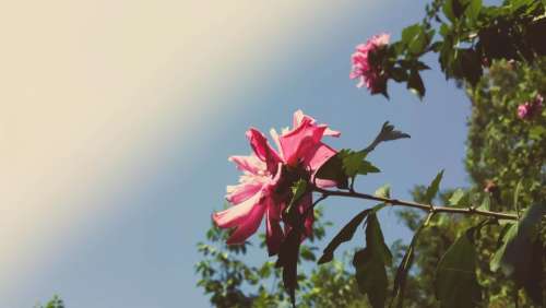 flower pink petal bloom garden