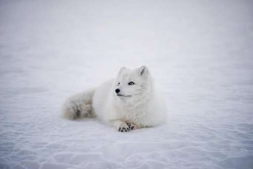 white fox animal wildlife snow