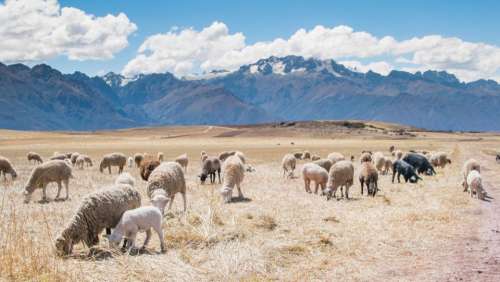 sheep animals grass field mountains