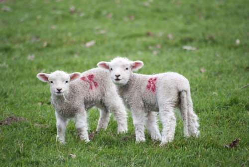 lamb animal green wool nature
