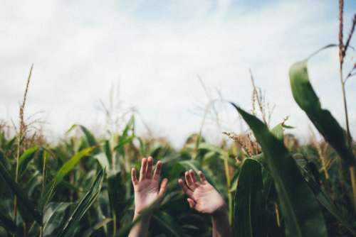 hand palm corn field farm