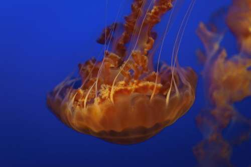 jellyfish aquatic animal ocean underwater