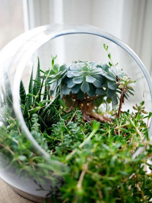glass bowl green plants